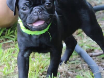 Oscar