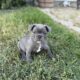 French Bull Dog Puppy – Kevin