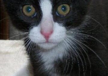 Tuxedo kitten
