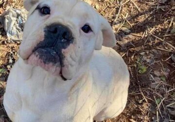 Male boxer