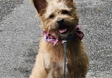 Frenchie/mini poodle mix needs home asap