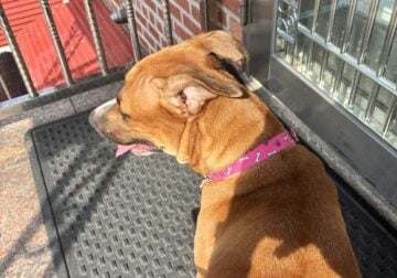 Won’t you give my Bella a loving home?