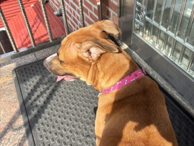 Won’t you give my Bella a loving home?