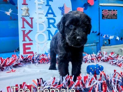 CKC Giant Schnauzer Puppies