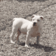 American bully pups ABKC papers. Great bloodlines