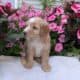 MINI AUSSIEDOODLE MALES