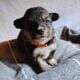 AKC Pembroke Welsh Corgi Puppies