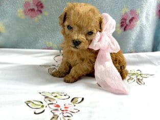 Maltipoo toy babies