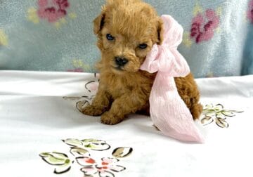 Maltipoo toy babies