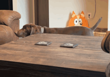 German shorthair pointer brothers