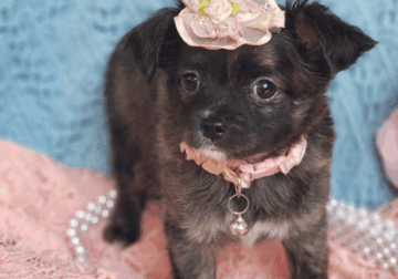 Maya beautiful long haired Chihuahua