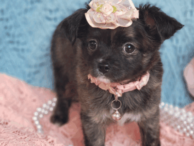 Maya beautiful long haired Chihuahua