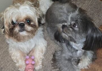 Shihpoo – 8 weeks