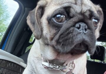Female Pug Puppy