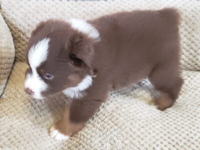 Mini or large Australian Shepherd – Puppy 1