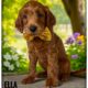 Ella (Yellow collar)