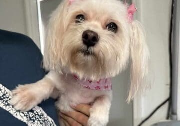 Morkie adult