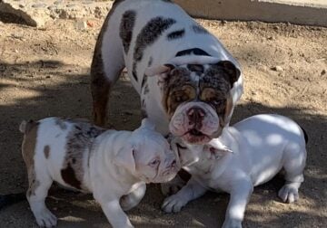 AKC ENGLISH BULLDOG PUPPIES