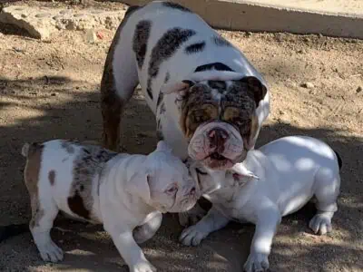 AKC ENGLISH BULLDOG PUPPIES