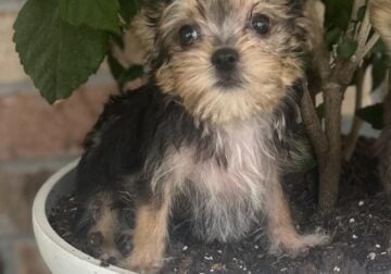 Yorkie