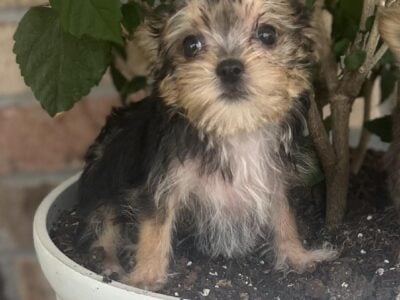 Yorkie
