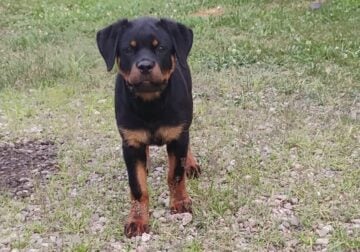 Rottweiler puppies
