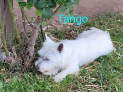 Westies for sale