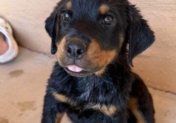 Rottweilers ready for forever home