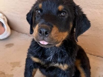 Rottweilers ready for forever home