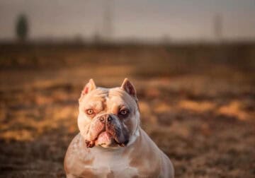 American bully rehoming
