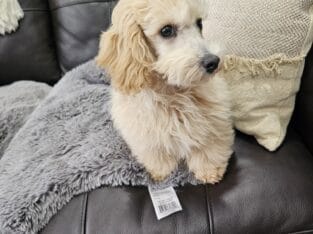 Magic, male Poodle , 13 weeks old