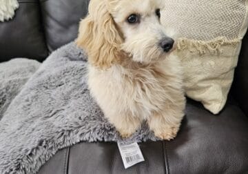 Magic, male Poodle , 13 weeks old