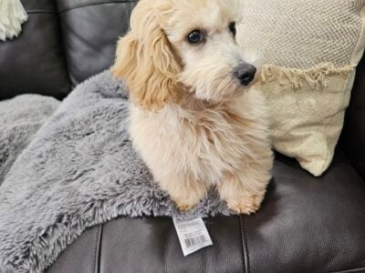 Magic, male Poodle , 13 weeks old