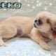 Pekingese