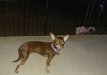 Chihuahua