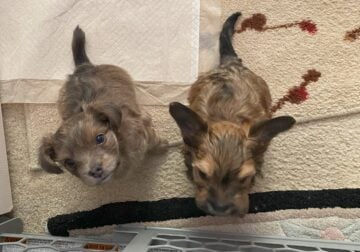 Yorkie/Terrier Mix