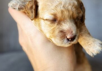 Female toy poodle available 3
