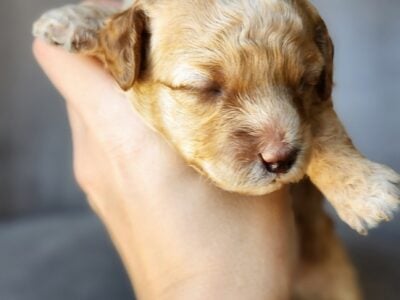 Female toy poodle available 3
