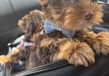 AKC Chocolate Yorkie.