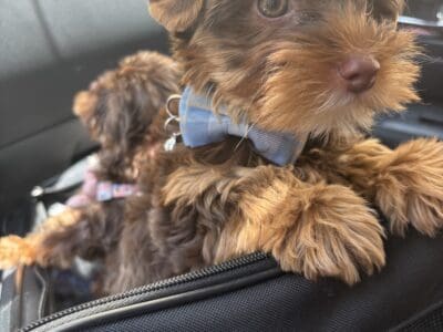 AKC Chocolate Yorkie.