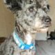 Poodle stud