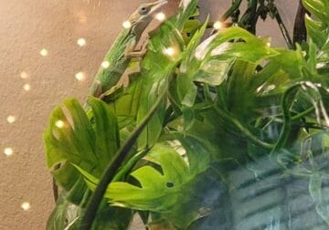 Green Anole