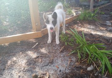 Adorable American Akita Girl Puppy MULAN