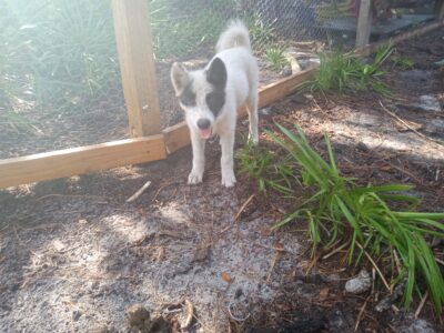 Adorable American Akita Girl Puppy MULAN