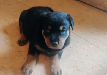 Rottweiler puppies, born June 7th 2025.
