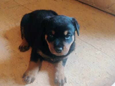 Rottweiler puppies, born June 7th 2025.