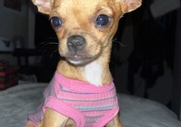 Teacup Chihuahua