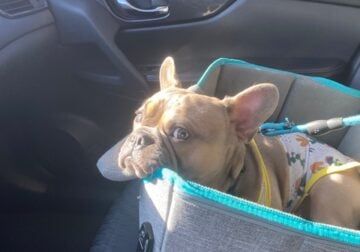 Truly special French Bulldog