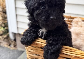 Black Toy poodle