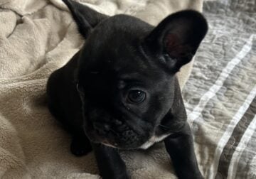 French Bulldog puppies